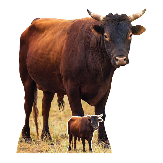 SC4436 Young Bull Farm Animal Cardboard Cut Out Height 100cm - mycardboardcutout