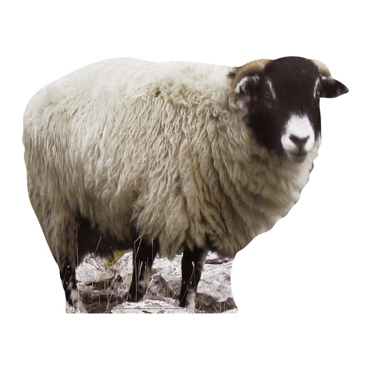 Sheep British Wildlife, Farm and Countryside Theme Animal Cardboard Cutout - mycardboardcutout