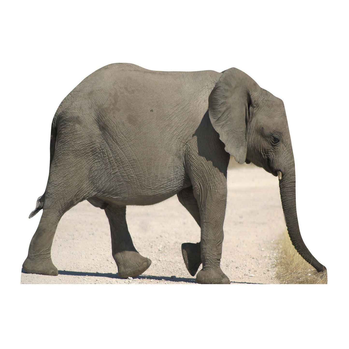 Baby Elephant Jungle Safari Theme Animal Cardboard Cutout - mycardboardcutout