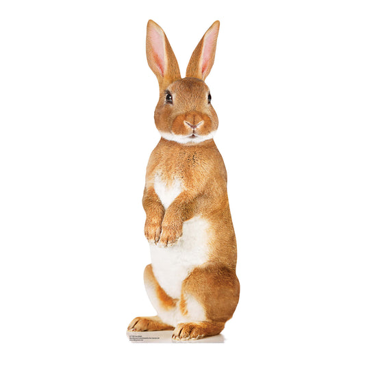 Cute Rabbit British Wildlife, Farm and Countryside Theme Animal Cardboard Cutout - mycardboardcutout