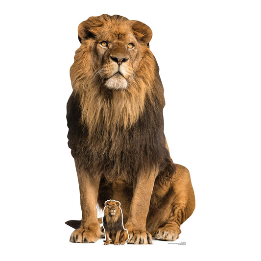 Adult Male Lion Sitting Jungle Safari Theme Animal Cardboard Cutout - mycardboardcutout