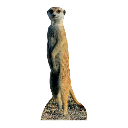 Meerkat Jungle Safari Theme Animal Cardboard Cutout - mycardboardcutout