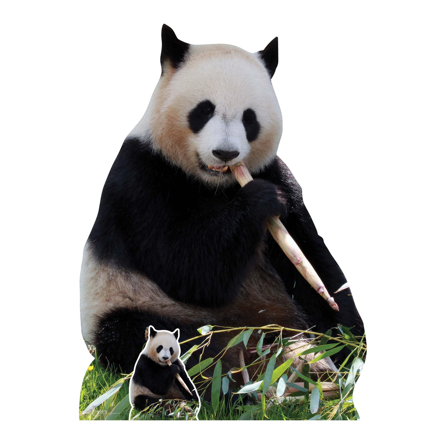 SC4593 Giant Panda Eating Cardboard Cut Out Height 124cm