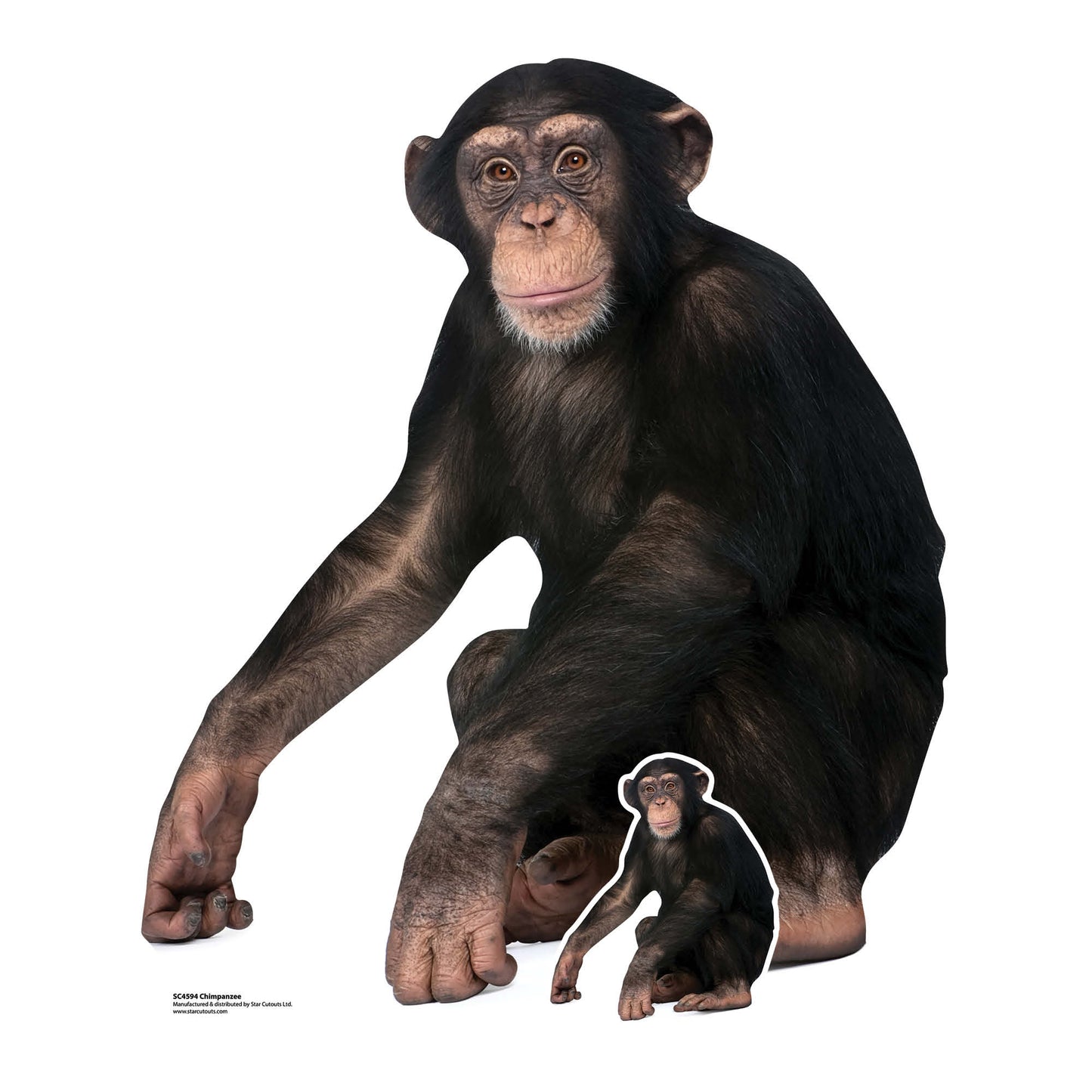 SC4594 Chimpanzee Cardboard Cut Out Height 91cm