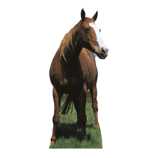 Mustang  Large Horse Animal Cardboard Cutout
